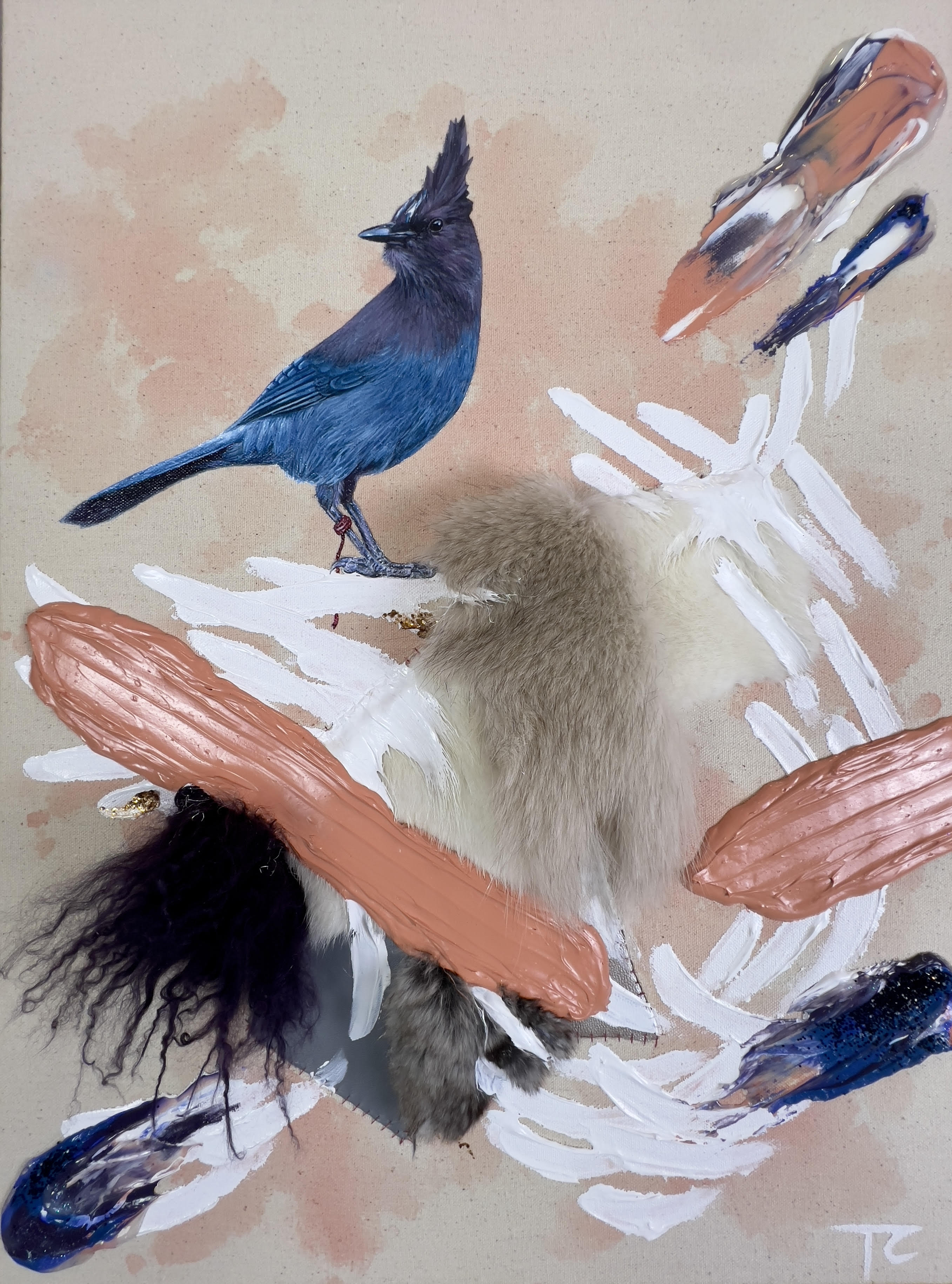 Stellar Jay